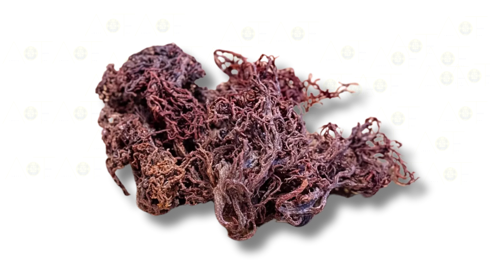 Oceanic Essence- Sea Moss - Salus Moda