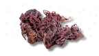 Oceanic Essence- Sea Moss - Salus Moda