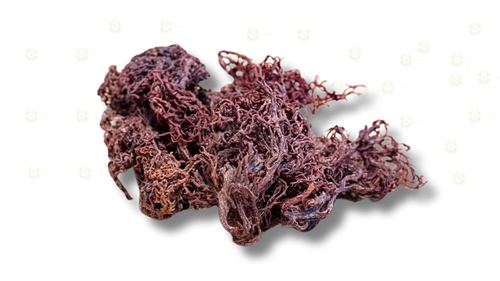 Oceanic Essence- Sea Moss - Salus Moda
