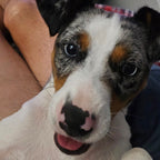 Our first dog had severe allergies… Salus Moda