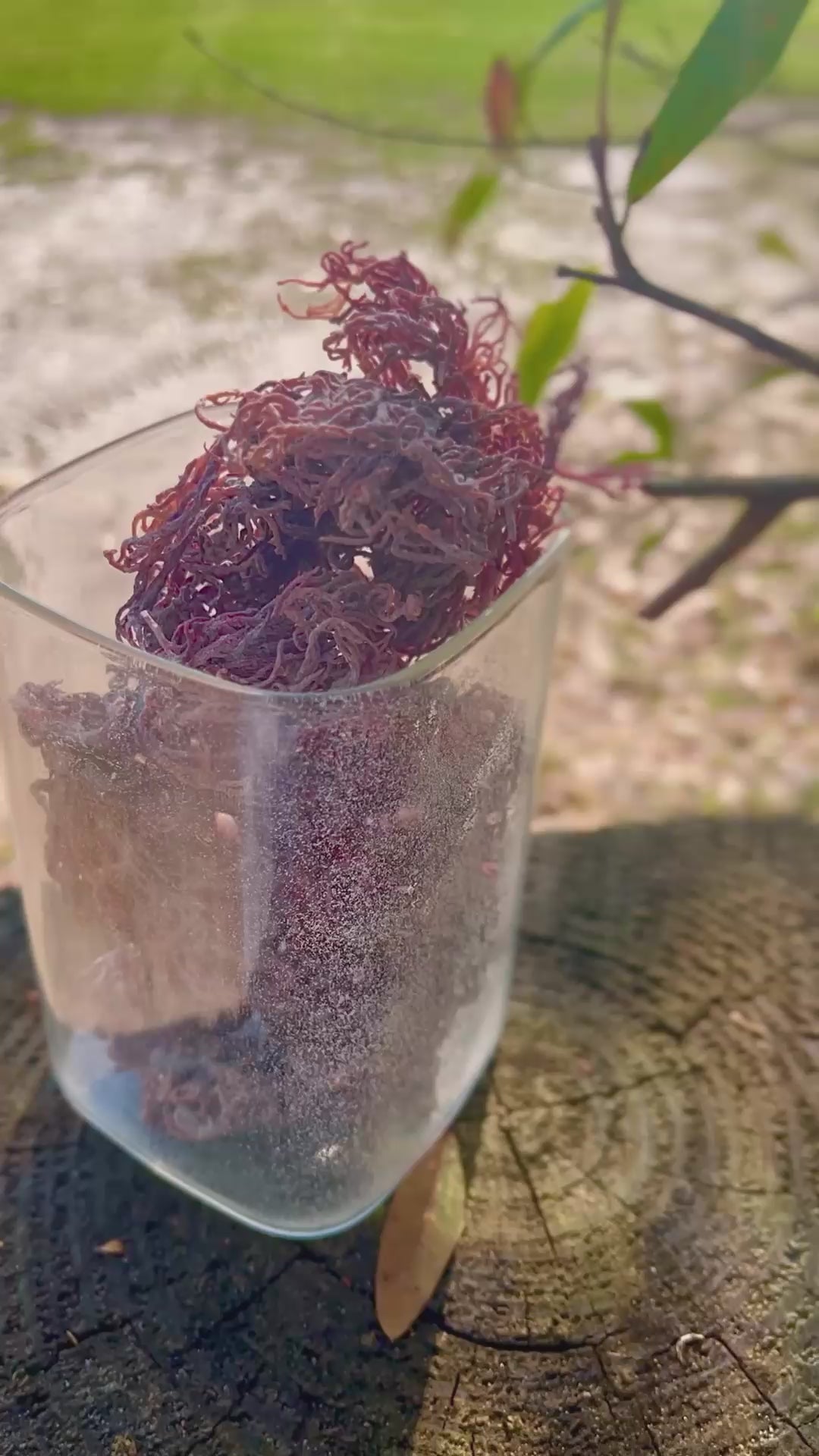 Oceanic Essence- Sea Moss